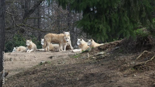 Group of arctic wolves resting on a hill in their natural environment