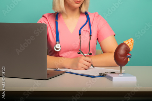 doctor nephrologist work near anatomical model human kidney on his desktop photo