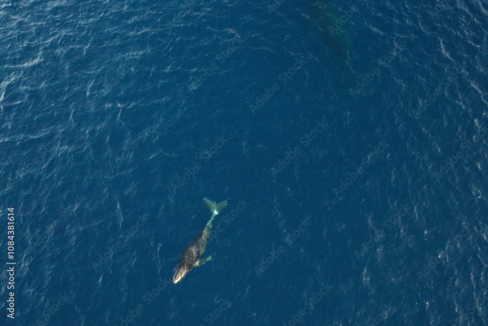 Fototapeta premium Mom and baby humpback whale swimming together in Maui Hawaii