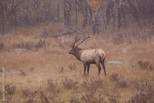 Bull Elk During the Rut in Autumn in Colorado