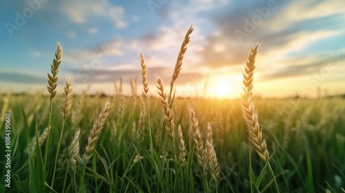 Golden rays of the setting sun illuminate a lush field of wheat, gently swaying in the breeze, symbolizing abundance and tranquility in the rustic countryside.