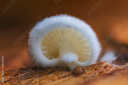 Variable Oysterling - Crepidotus variabilis. A CloseUp of a Unique Fungal Growth on the Surface of Wood in the Natural Environment photo