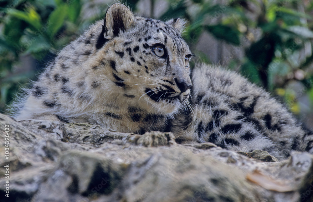 Obraz premium Snow leopard