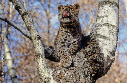 Amur leopard