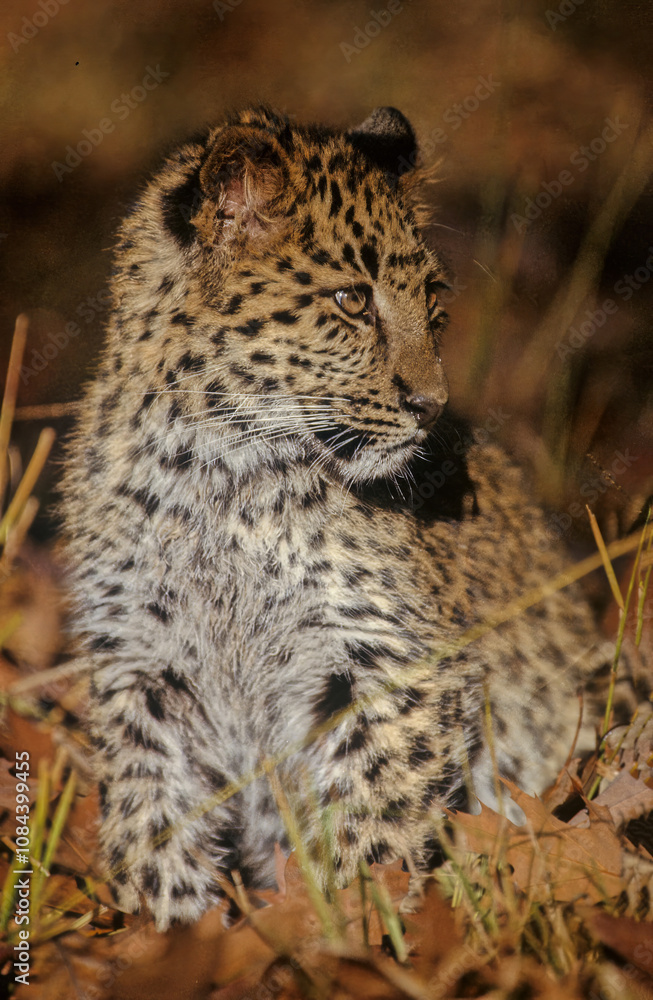 Fototapeta premium Amur leopard