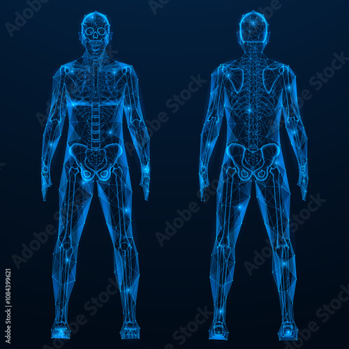 Human skeleton, front and back view. Polygonal design of lines and dots. Blue background.