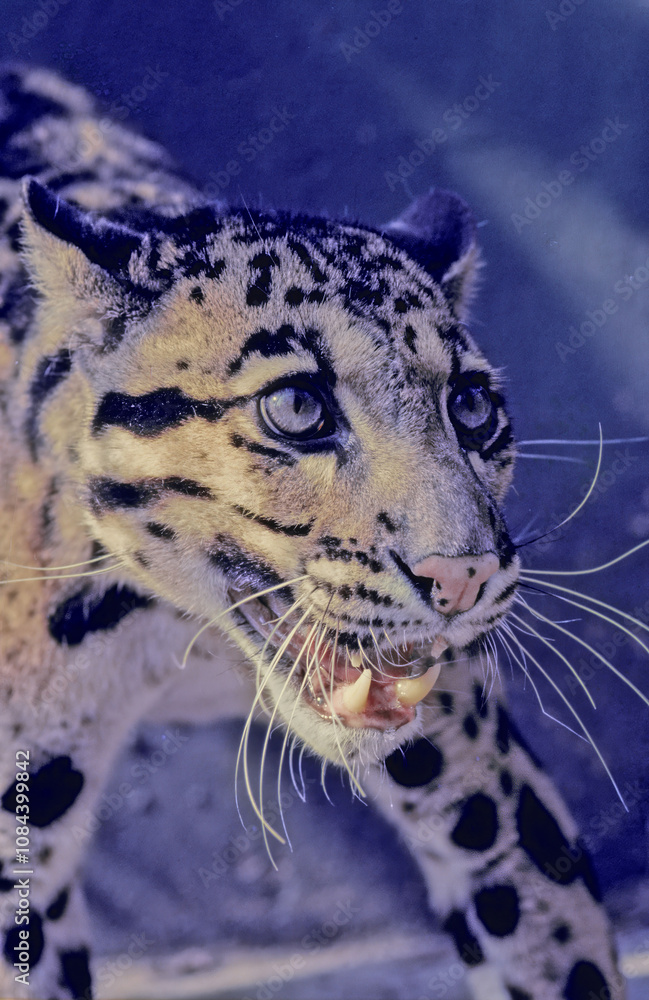 Fototapeta premium Clouded leopard