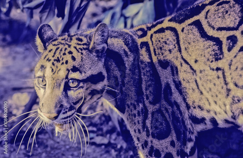 Clouded leopard photo