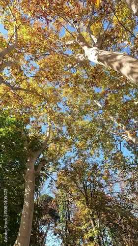 Vertical video of walking beneath the golden autumn leaves of tall London plane trees (Platanus hispanica) stretching towards a bright blue sky
