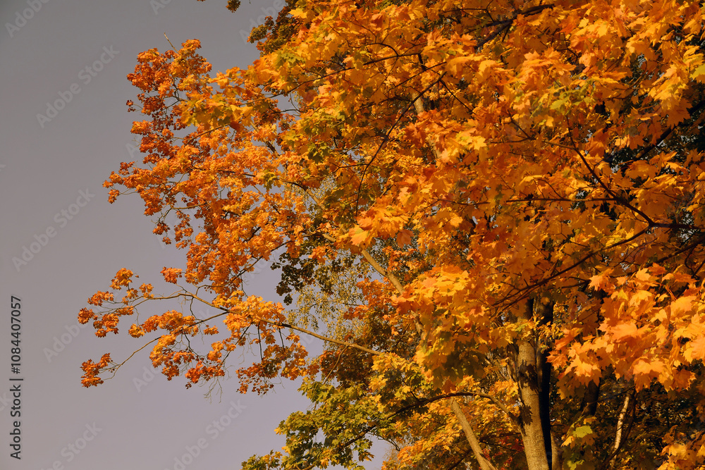 Autumn in the park