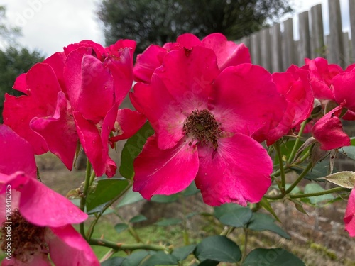 Pinke Blumen / Wildrosen am Gartenzaun in der Natur photo