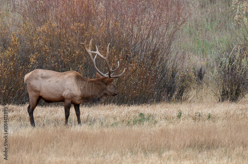 Bull Elk During the Rut in Yellowstone National Park Wyoming in Autumn