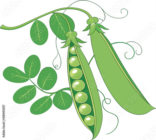 Green Peas Pod Vector Illustration