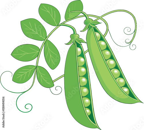 Fresh Green Peas Pod Vector Illustration with Leaves and Tendrils

