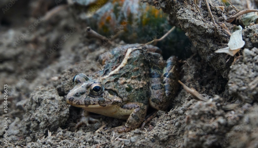 photo of a brown rice field frog, on dry ground photo of a brown rice field frog, on dry ground