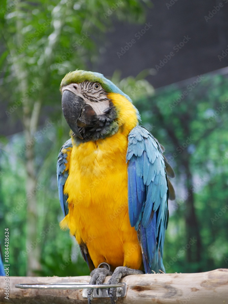Macaw parrot perched tropical forest wildlife photography lush environment close-up view nature conservation Macaw parrot perched tropical forest wildlife photography lush environment close-up view nature conservation