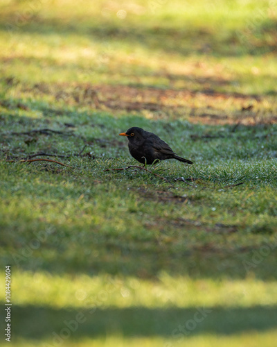 Kos Turdus merula