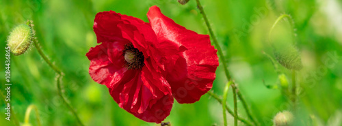 Large red poppies on a background of green leaves.
