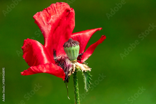 Large old red poppie on a background of green.