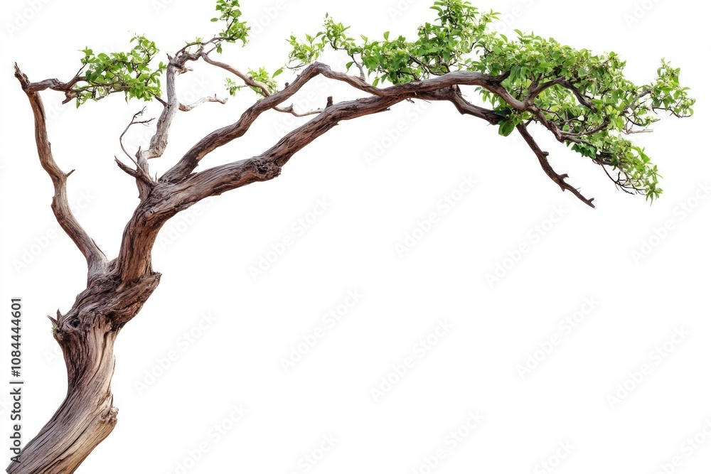 Fototapeta premium Isolated Green Tree Limb in Natural Setting, Ideal for Spring-Themed Designs and Framing