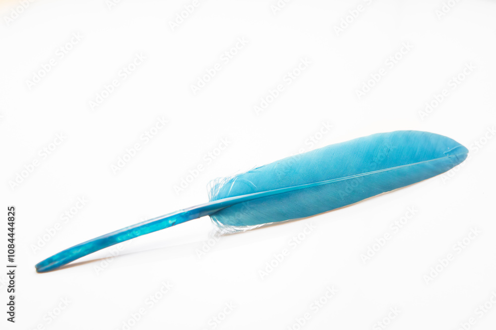 blue feather with white background blue feather with white background