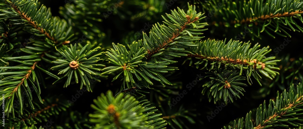Vibrant green pine tree branches Vibrant green pine tree branches