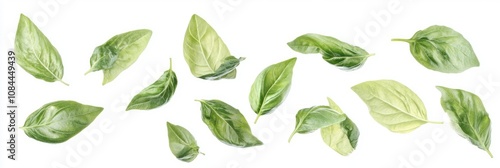 Fresh Basil Leaves in Freefall on a Clean Background