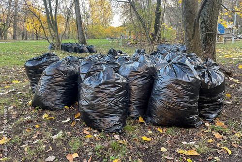 black plastic garbage bags filled with fallen autumn foliage. Seasonal cleaning of city streets or parks.