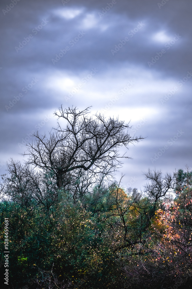 Obraz premium gloomy autumn landscape of a meadow with green trees, with flashing orange leaves, against a gloomy stormy sky