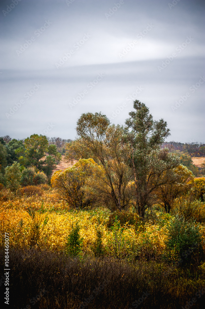autumn forest with acacia, with yellow-cracked leaves, with meadows with yellow wet grass in the foreground, against the background of a gray sky with clouds, during a light morning rain autumn forest with acacia, with yellow-cracked leaves, with meadows with yellow wet grass in the foreground, against the background of a gray sky with clouds, during a light morning rain