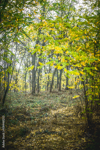 A path in an autumn forest covered with dry fallen leaves that passes through trees with orange, yellow foliage, shrouded in fog, against a gray sky, during a light rain, in the morning