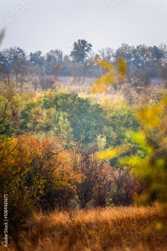 Fields of yellow grass wet from rain with trees with orange and yellow foliage against the background of dense forest and grey sky during rainy dawn