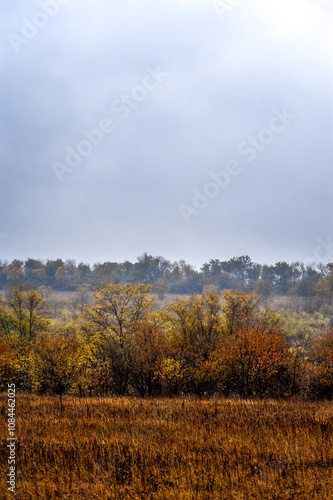 Fields of yellow grass wet from rain with trees with orange and yellow foliage against the background of dense forest and grey sky during rainy dawn