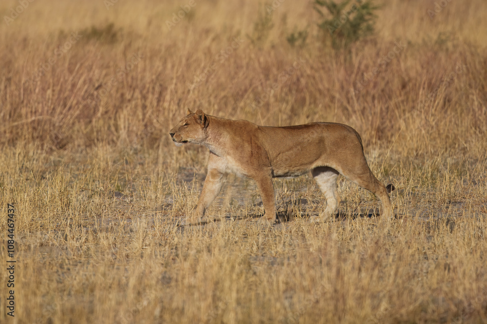 Lion female with babies spotted in savannah during safari, Safari in Africa. Big angry young lion Okavango delta, Botswana. African lion walking in the grass, with beautiful evening light. Lion female with babies spotted in savannah during safari, Safari in Africa. Big angry young lion Okavango delta, Botswana. African lion walking in the grass, with beautiful evening light.