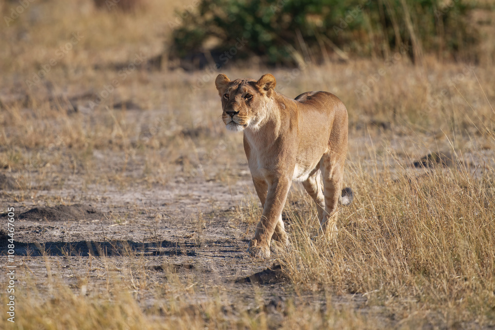 Fototapeta premium Lion female with babies spotted in savannah during safari, Safari in Africa. Big angry young lion Okavango delta, Botswana. African lion walking in the grass, with beautiful evening light. 