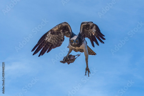 Martial Eagle, Polemaetus bellicosus, carrying prey, Moremi, Botswana photo