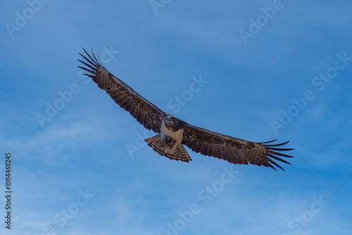 Martial Eagle, Polemaetus bellicosus, carrying prey, Moremi, Botswana