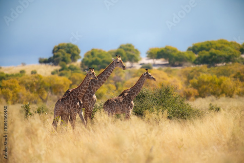 roup of giraffes walking through the valley, Chobe National Park, Botswana
 photo