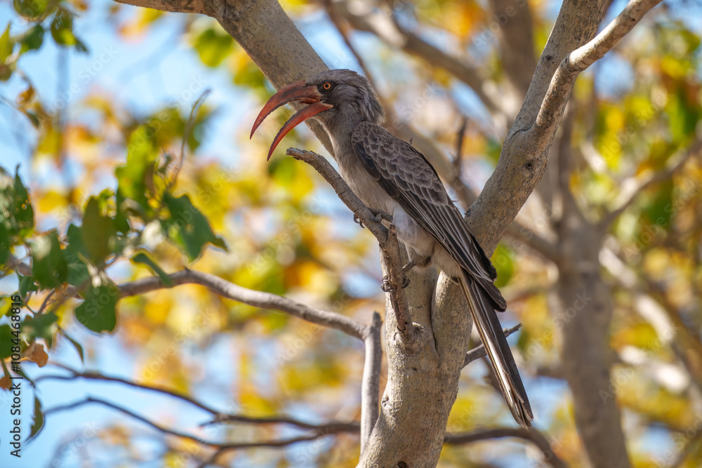 Fototapeta premium Bradfield's Hornbill, Lophoceros bradfieldi, perched on a branch at Savute Safari Lodge in Chobe National Park.