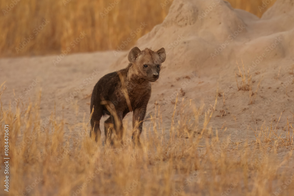 Young hyenas babies at the burrow. Spotted Hyena (Crocuta crocuta) Young hyena pup, beautiful evening sunset in Botswana. Cute baby. Young hyenas babies at the burrow. Spotted Hyena (Crocuta crocuta) Young hyena pup, beautiful evening sunset in Botswana. Cute baby.
