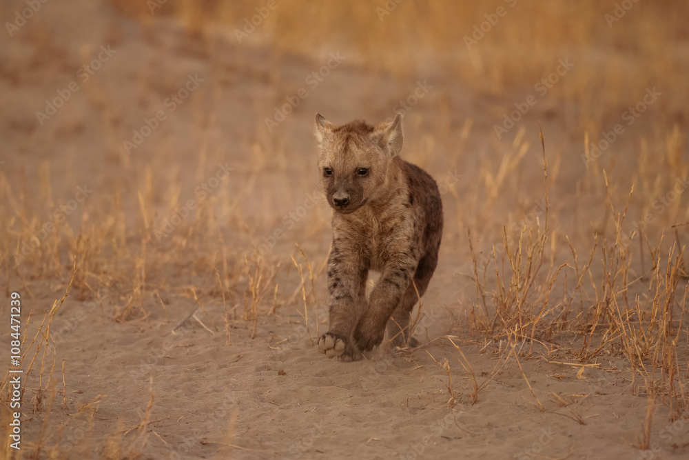 Young hyenas babies at the burrow. Spotted Hyena (Crocuta crocuta) Young hyena pup, beautiful evening sunset in Botswana. Cute baby. Young hyenas babies at the burrow. Spotted Hyena (Crocuta crocuta) Young hyena pup, beautiful evening sunset in Botswana. Cute baby.