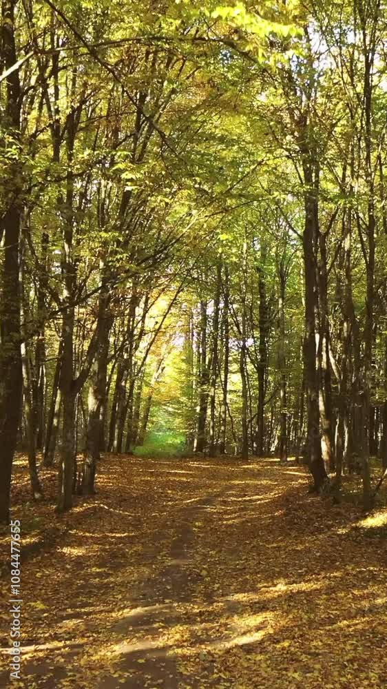 Flight Through Fall Autumn Season Forest During Beautiful Sunset Evening. Camera Moves above country road. Woods And Trees In Autumn Forest Landscape. Path Way lane Through Fall Forest Park