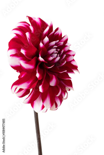Pink dahlia flower isolated on transparent background.