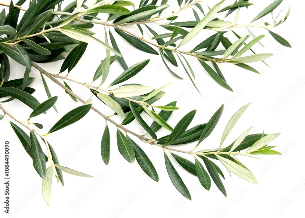 Olive Tree Branch Displayed with Vibrant Green Leaves on a Crisp White Background, Perfect for Minimalist Decor and Botanical Illustrations Olive Tree Branch Displayed with Vibrant Green Leaves on a Crisp White Background, Perfect for Minimalist Decor and Botanical Illustrations