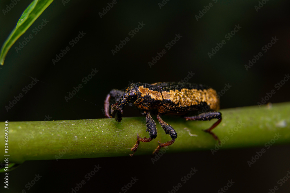 yellow shield bug yellow shield bug