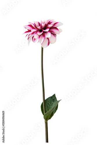 Pink dahlia flower isolated on transparent background.