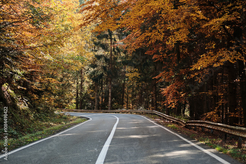Obraz na płótnie Serene autumnal road winding through a vibrant forest