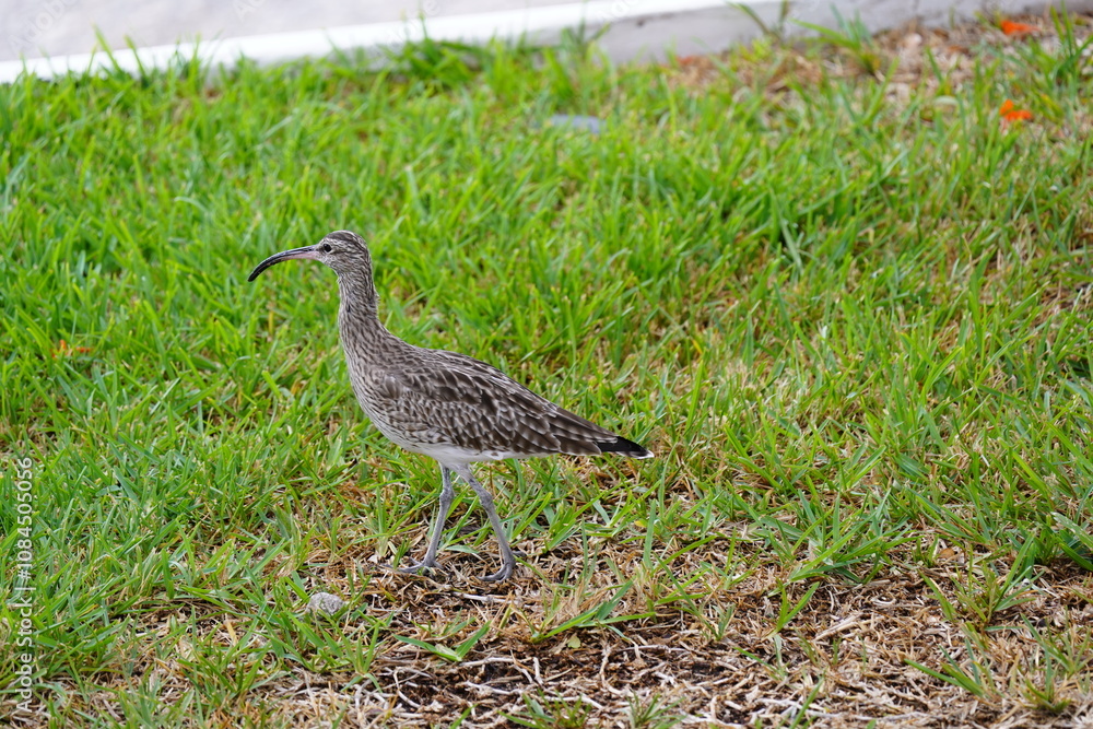Regenbrachvogel Regenbrachvogel