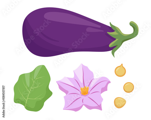 Eggplant vegetable. Whole eggplant fruit, leaf, flower and seeds. Farm eggplant icons. Organic garden vegetarian food. Vector illustration isolated on white background.