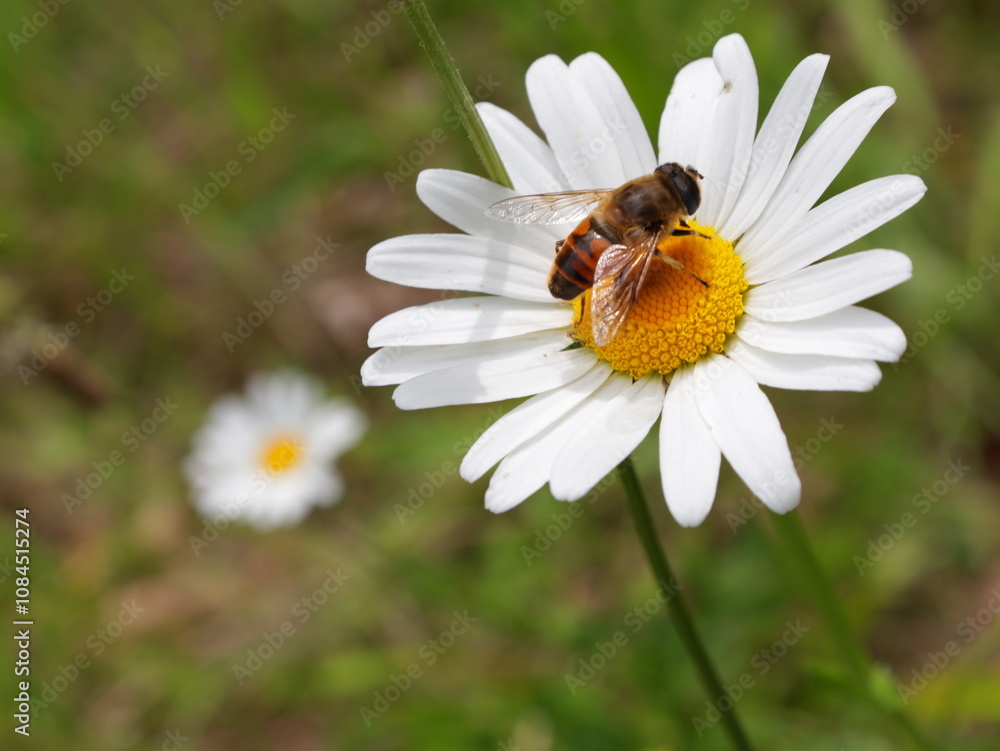 Bee collecting honey on a daisy flower Bee collecting honey on a daisy flower
